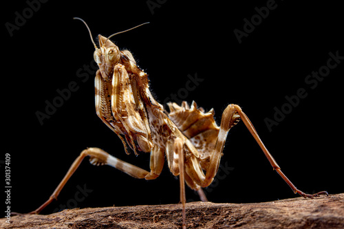 Thistle Praying Mantis, blepharopsis mendica, on a tree bark with black background photo