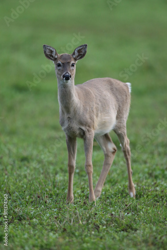 white tailed deer