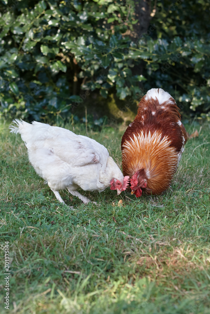 Fototapeta premium Chicken and red rooster eating fruit in the grass