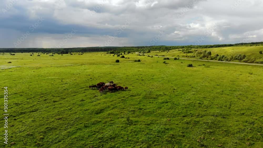Aerial flight around a herd of horses with foals. A flock of horses grazes in a green meadow, around there is space and a beautiful gloomy sky on the horizon. Aerial shot taken by drone Aerial flight around a herd of horses with foals. A flock of horses grazes in a green meadow, around there is space and a beautiful gloomy sky on the horizon. Aerial shot taken by drone