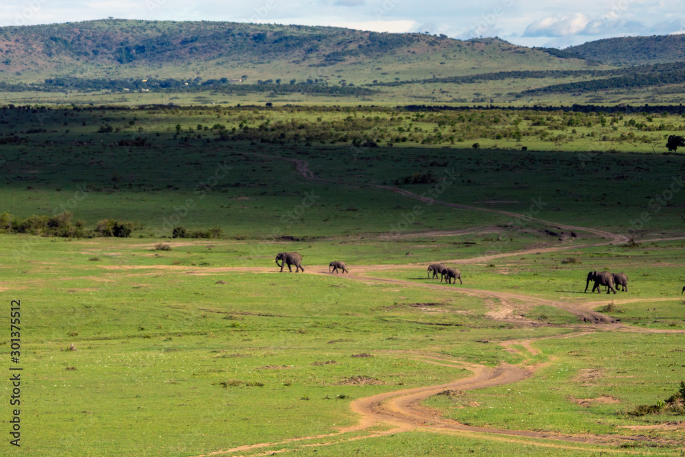 Green and beautiful landscape with walking elephants and mountains in the background. From masai mara/serengeti national park in kenya.