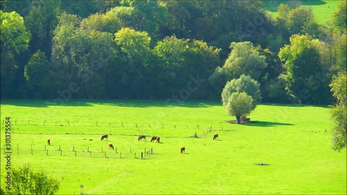 Timelaps Cows on a sunny pasture at the edge of a forest