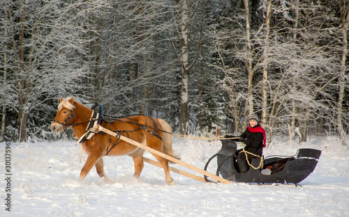 Woman and horse with sleigh in winter © citikka