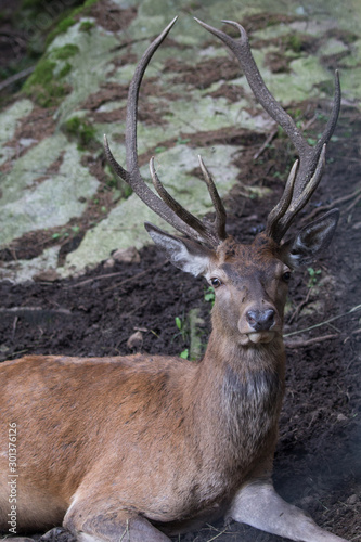 Cervo maschio