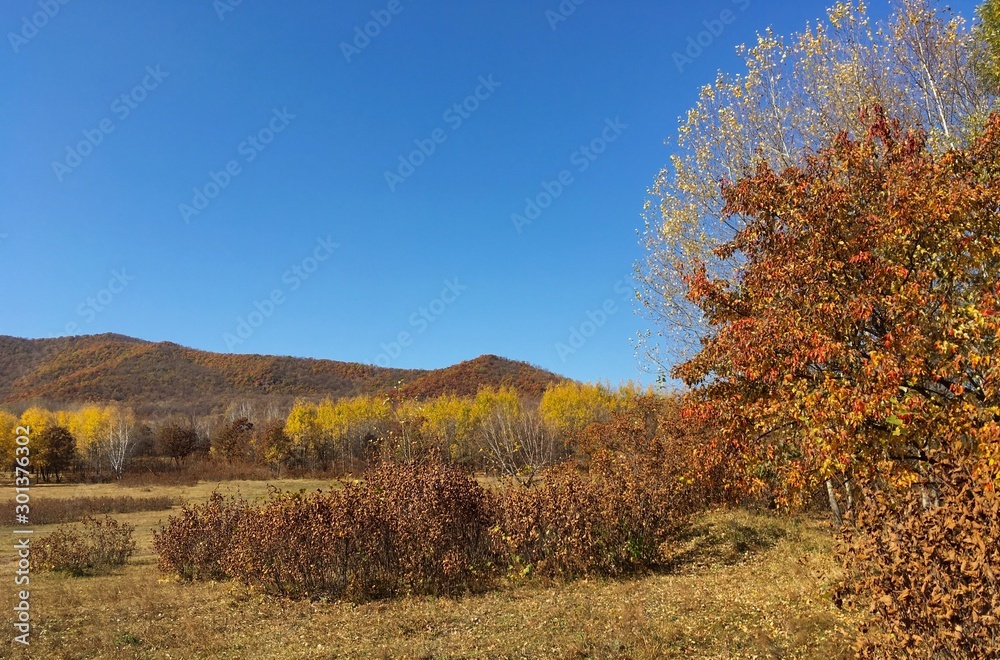 autumn landscape with trees and blue sky Chai He Nei Mongol autumn landscape with trees and blue sky Chai He Nei Mongol