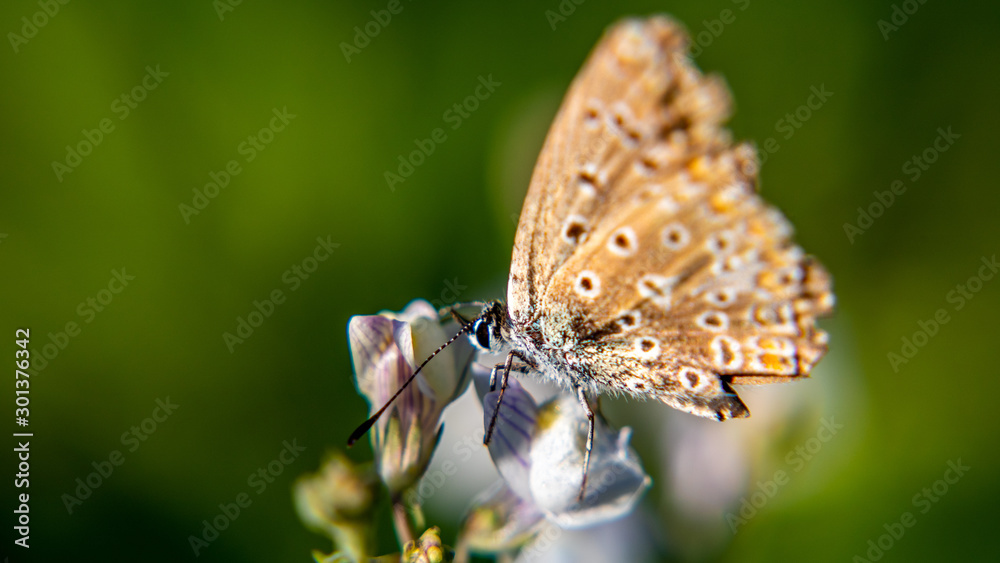 Obraz premium Un papillon