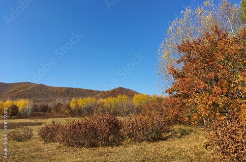 autumn landscape with trees and blue sky Chai He Nei Mongol