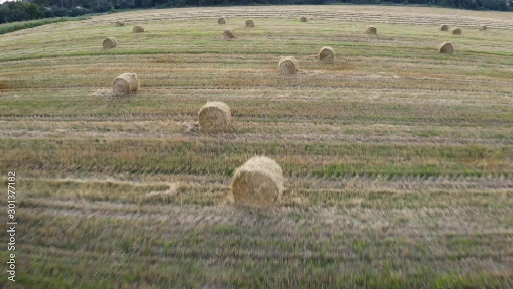 A wheat field was harvested; haystacks lay around it. A stack of hay. Field harvested from wheat at sunset. The span of the copter over a wheat field. Good feed for cattle. Beautiful field. A wheat field was harvested; haystacks lay around it. A stack of hay. Field harvested from wheat at sunset. The span of the copter over a wheat field. Good feed for cattle. Beautiful field.