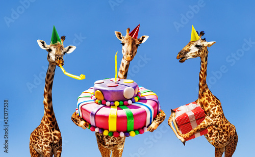 Photography Giraffes on birthday party with cake and present