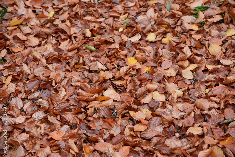 Autumn colorful leafs on the grass in the park.