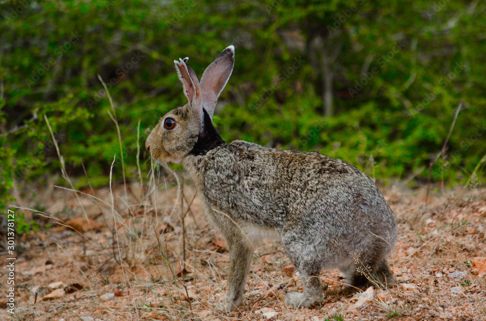 Fototapeta premium Hare looking for some food