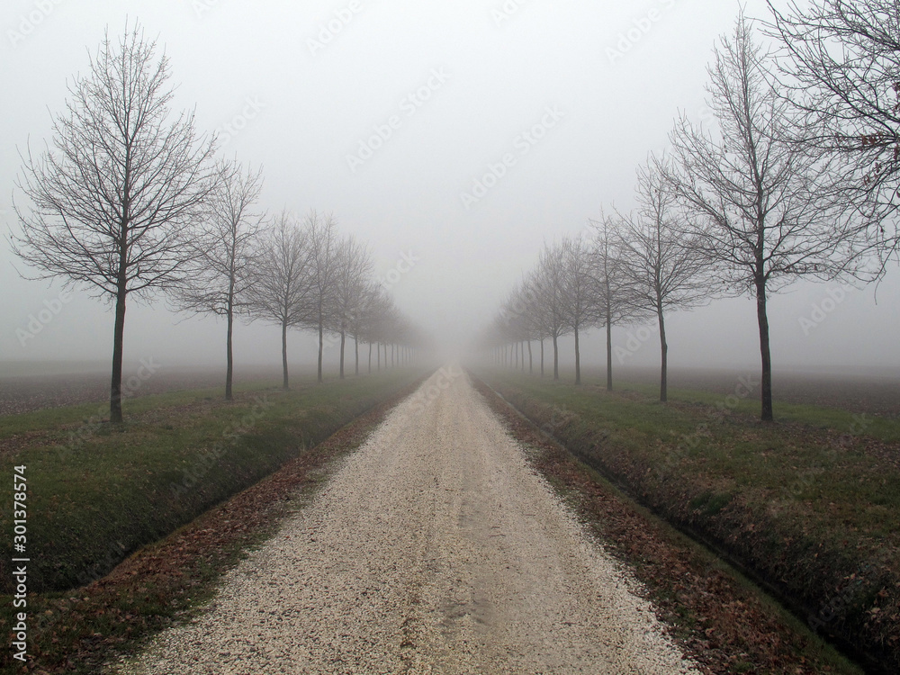 Guastalla, Reggio Emilia, Italy: winter landscape of the Emilia countryside near the floodplain of the Po river immersed in the fog, tree lined road on a foggy morning