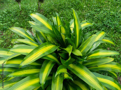 Fotografi Dracaena Massangeana plant in Thailand