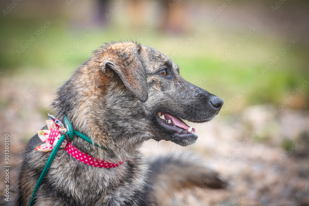 Cute dog from dogs shelter posing for a photo 