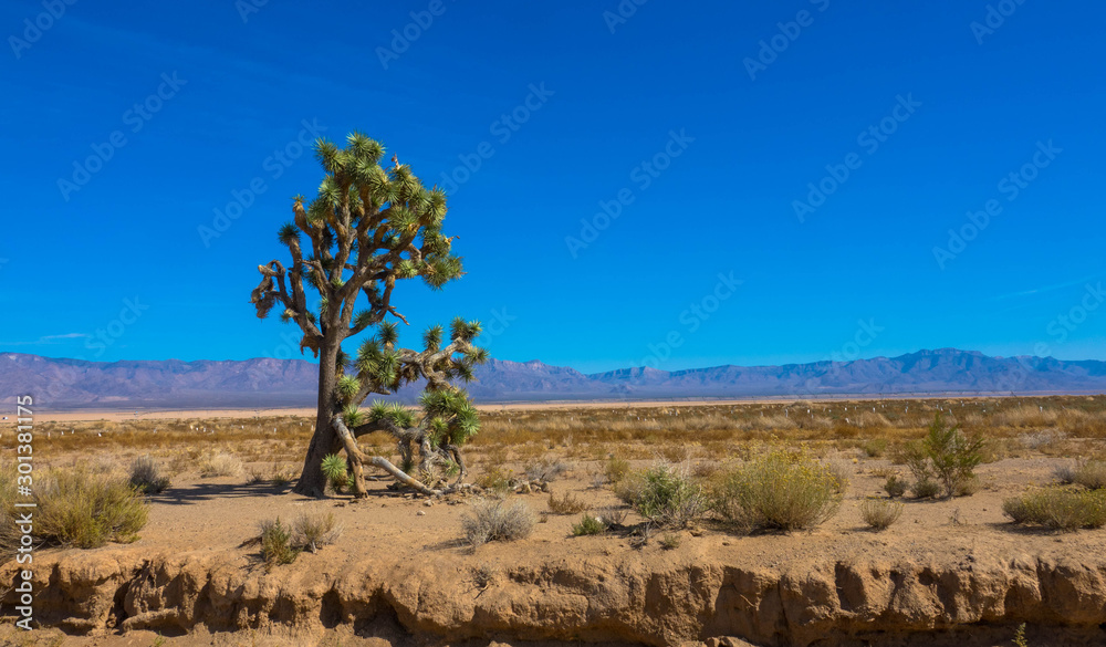 oshua Tree National Park, Mojave Desert, California