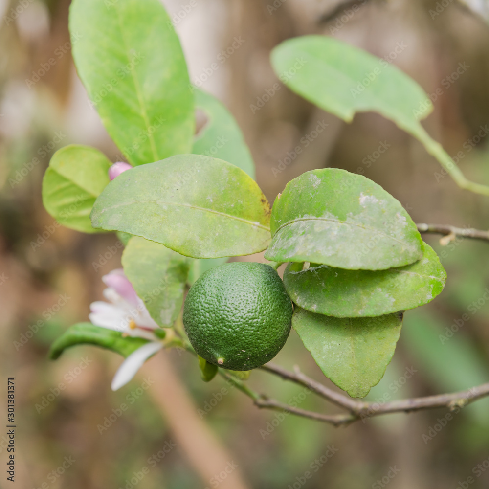 Green lime with pink and white flowers on tree in the garden Green lime with pink and white flowers on tree in the garden