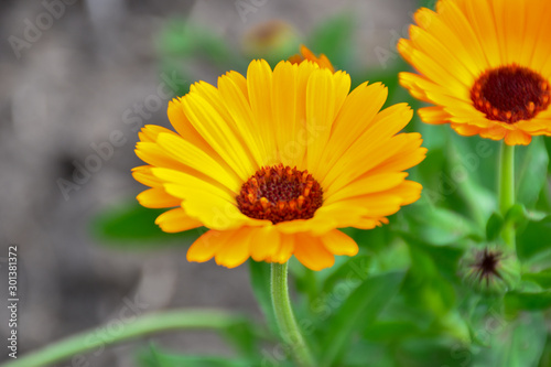 autumn flowers in the early morning