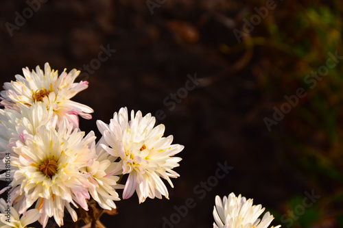 autumn flowers in the early morning