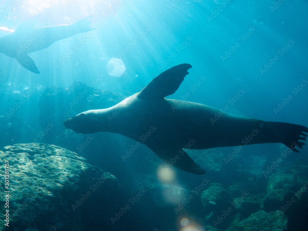 Juvenile sealions swimming and playing underwater in the shallows of the Galapagos Islands