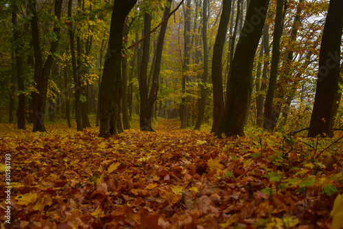 forest path in the autumn forest