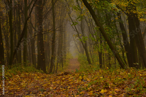 Foggy road in the autumn forest