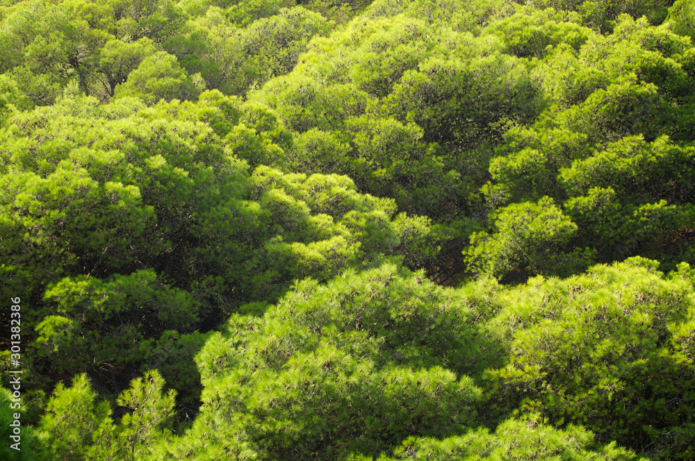 Naklejka premium Full frame background of billowing green Mediterranean evergreen fir trees in Kefalonia, Greece