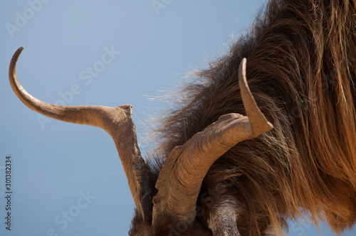 Close-up of shaggy Mediterranean goat with long curly horns on the roadside in Kefalonia, Greece © PeskyMonkey
