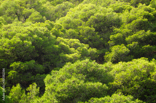 Full frame background of billowing green Mediterranean evergreen fir trees in Kefalonia, Greece
