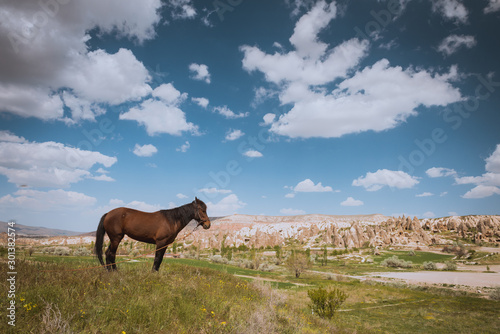 One horse over Cappadocia summer landscape, blue sky, Turkey © Kotangens