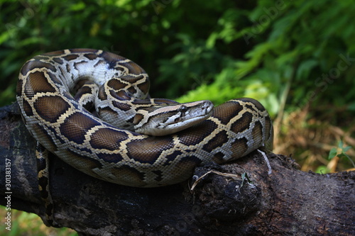 Fotografie Burmese Python (Python molurus bivittatus) on a tree