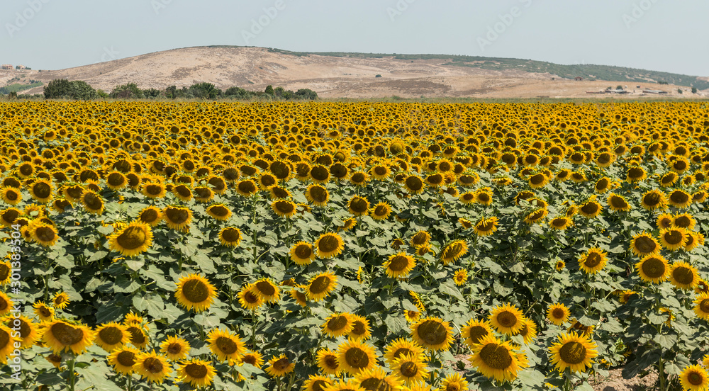 Obraz premium sunflowers and her field
