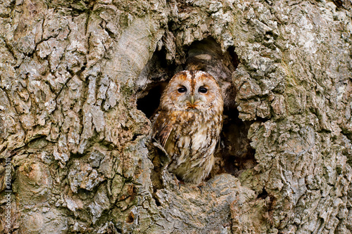 Tawny Owl (strix aluco) sitting on an old rotten oak tree.  Taken in the mid Wales countryside UK