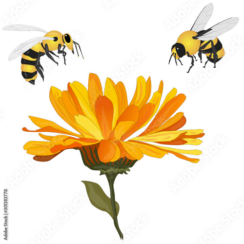 Beautiful blossoming yellow marigold with honey bee on white background. Calendula officinalis. Vector illustration...