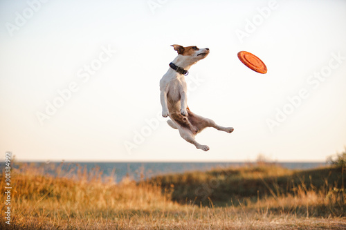 Jack russell flying dog jumping after frisbie plate 