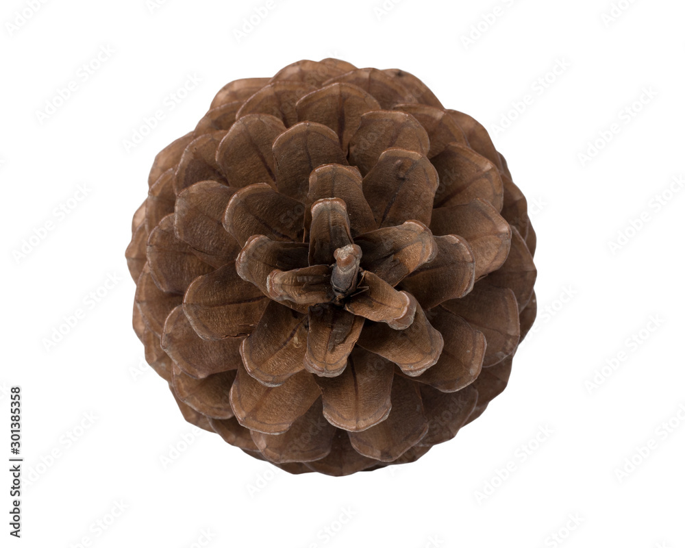 Brown pine cone isolated on white background. Brown pine cone isolated on white background.