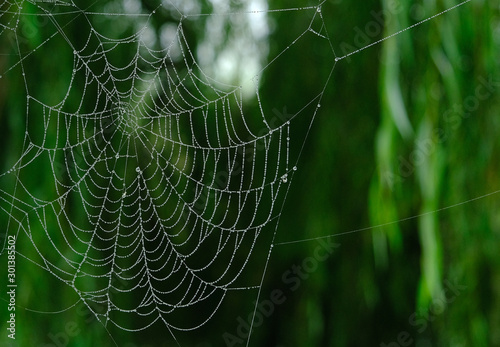 Spider's web and dew, early morning