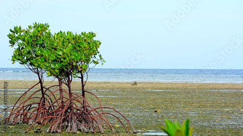 Mangrove Trees On land During Low Tide, Philippines