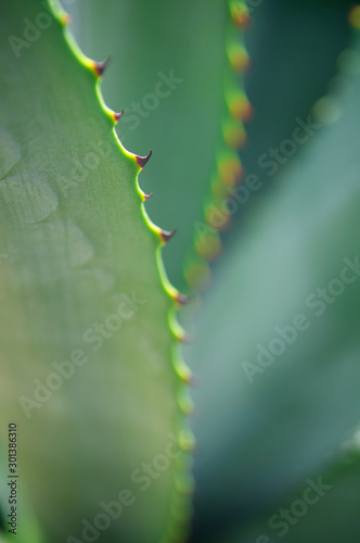 Selective focus view of sharp thorns on spine of long green cactus