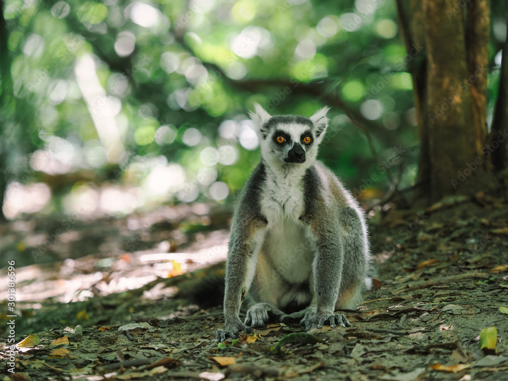 Obraz premium Lemur catta