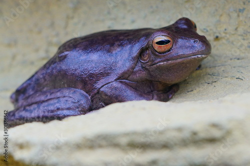 A green tree frog amphibian photo