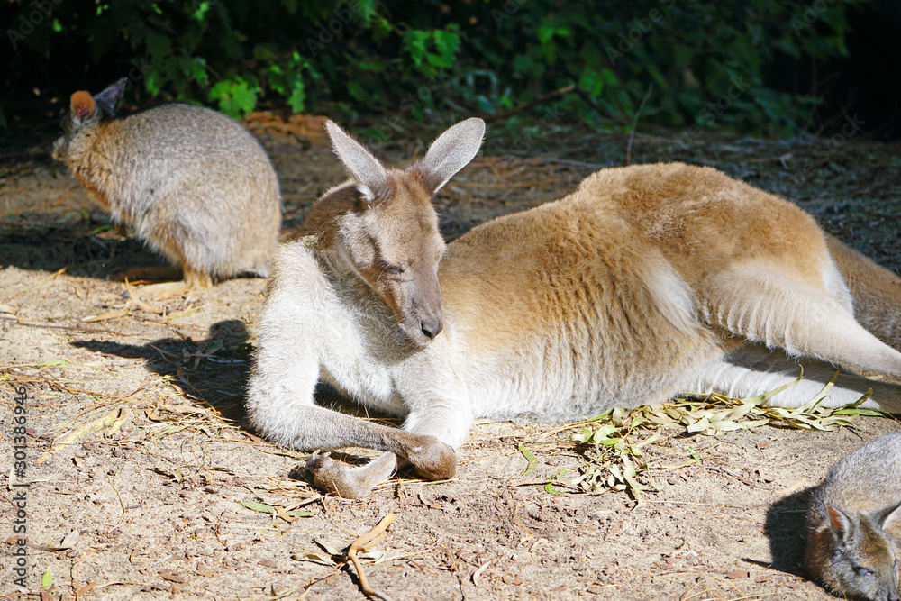 A kangaroo in a park in Western Australia