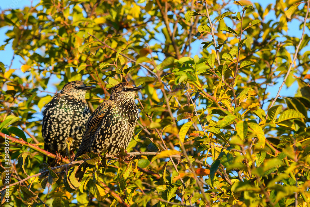 Two starlings Sturnus vulgaris sitting on a twig. Camouflaged between leaves of tree.