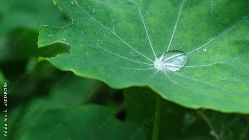 Large water drop moving in the middle of lotus leaf in slow motion Large water drop moving in the middle of lotus leaf in slow motion