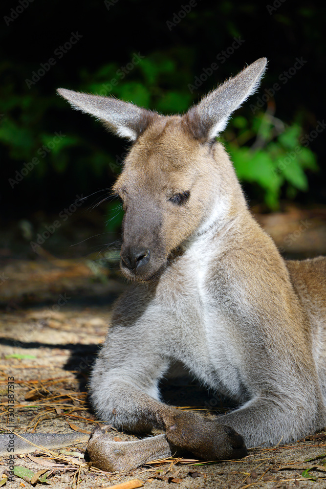 A kangaroo in a park in Western Australia
