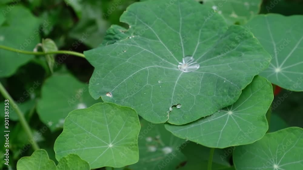 Water droplet rocking back and forth inside lotus leaf in slow motion Water droplet rocking back and forth inside lotus leaf in slow motion