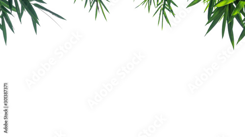 bamboo leaves isolated on white background.