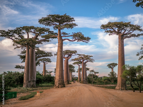 Photography Baobabs