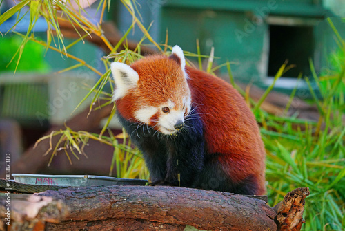 View of a Red Panda (Ailurus fulgens) in an outdoor park photo