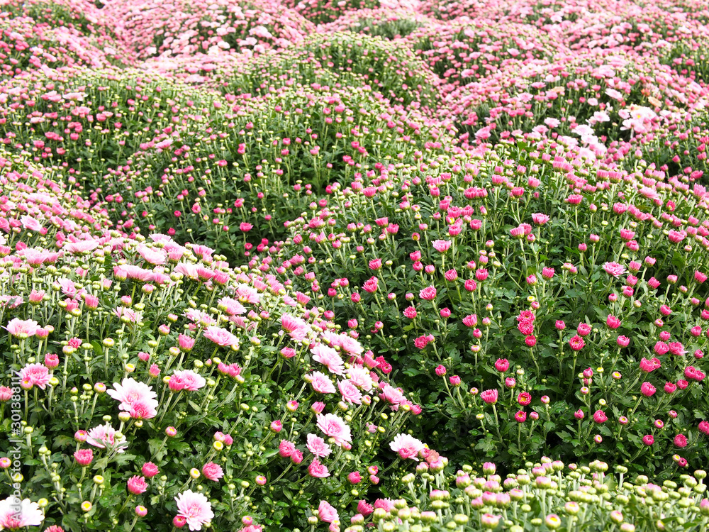Composition of pink flowers, close-up, background image, screen saver.