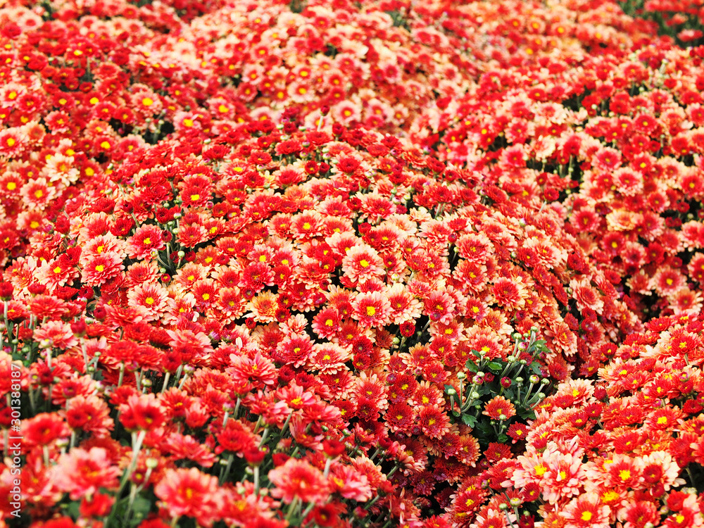 Composition of red flowers, close-up, background image, screen saver. 